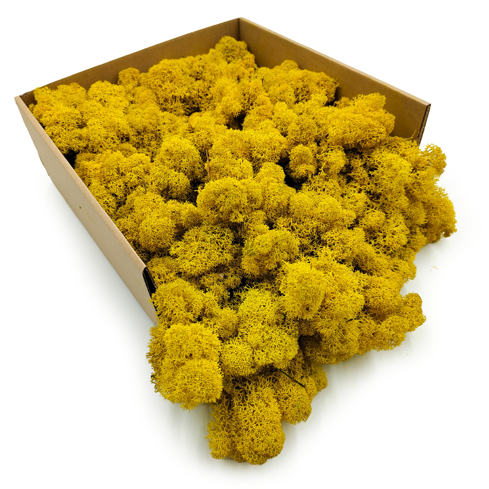 Mech Chrobotek Reniferowy – Fiński – Oczyszczony – Żółty – 50g NETTO