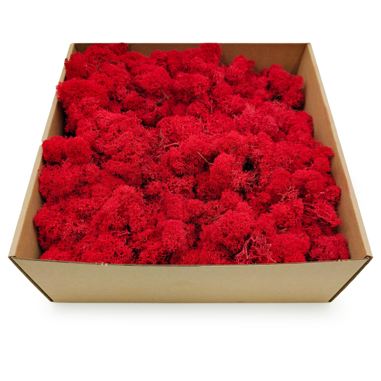 Czerwony zblizenie2.png