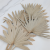 Palm sun naturalny 3.png