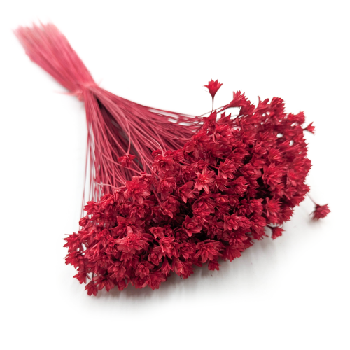 Hill Flower Czerwony.png