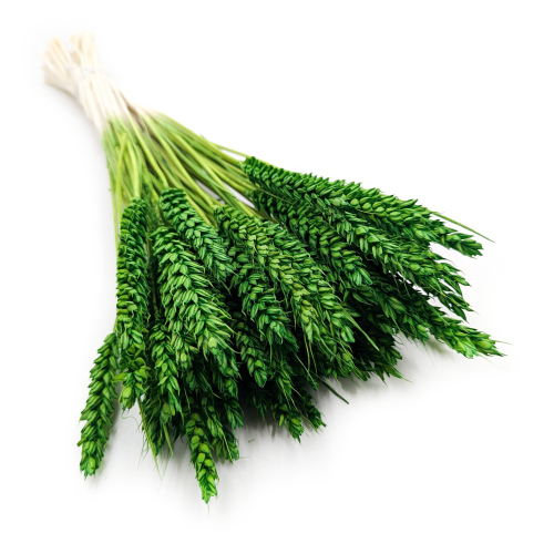 Pszenica butelkowa zieleń