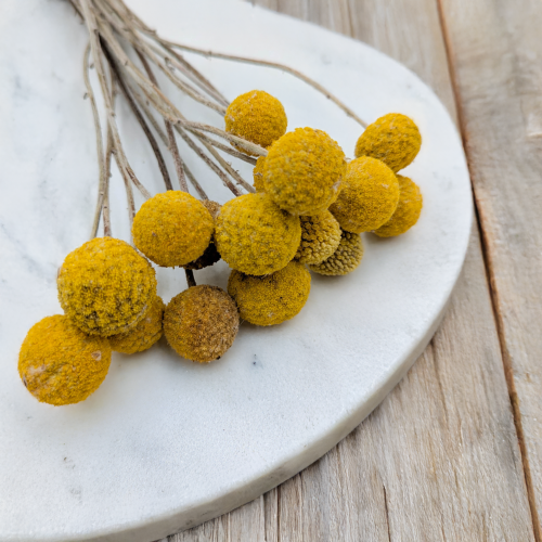 Craspedia żółta IT 3.png