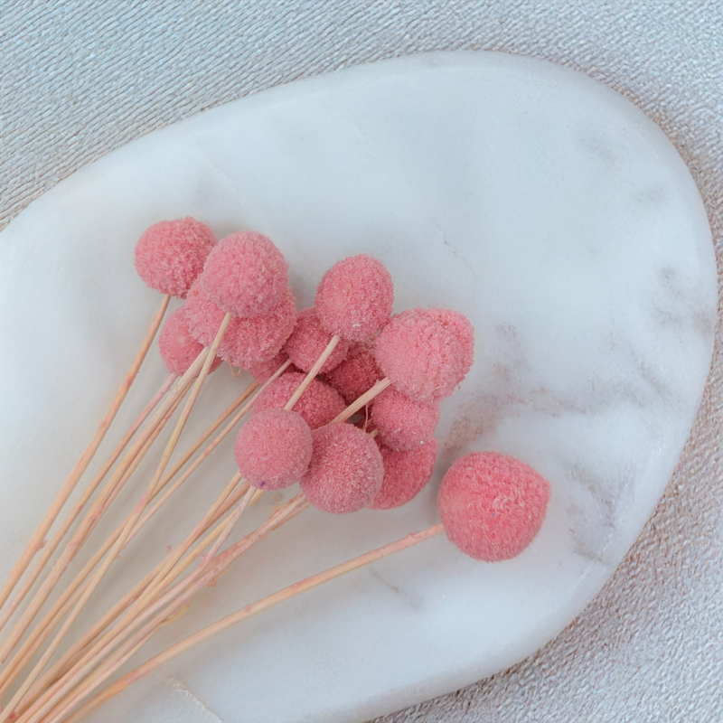 Craspedia różowa IT 2.png