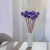 Craspedia lawendowa IT 3.png