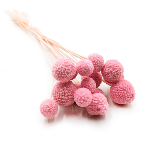 Craspedia Różowa EXTRA.png