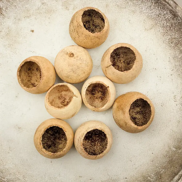 Bell Cup Natural Washed 10pcs 1.png