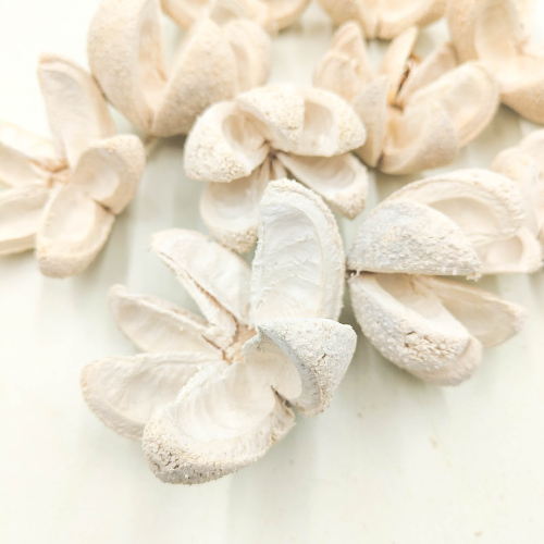 2Wild Orange Bielone 10pcs 1.png