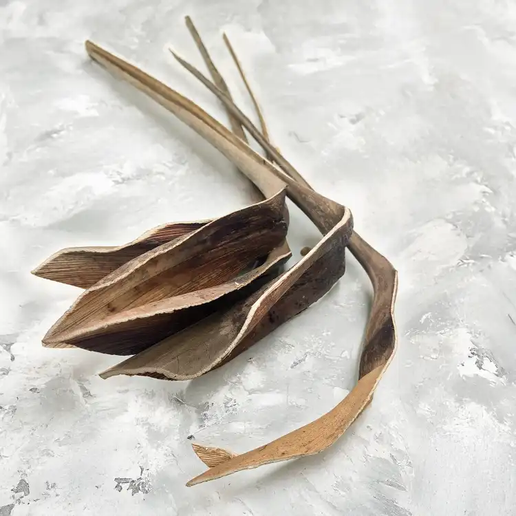 Shoe Horn Natural Dried 3.png