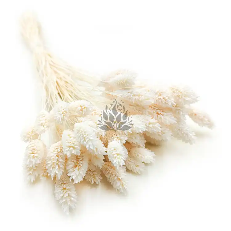 Phalaris Extra bleached 1.png