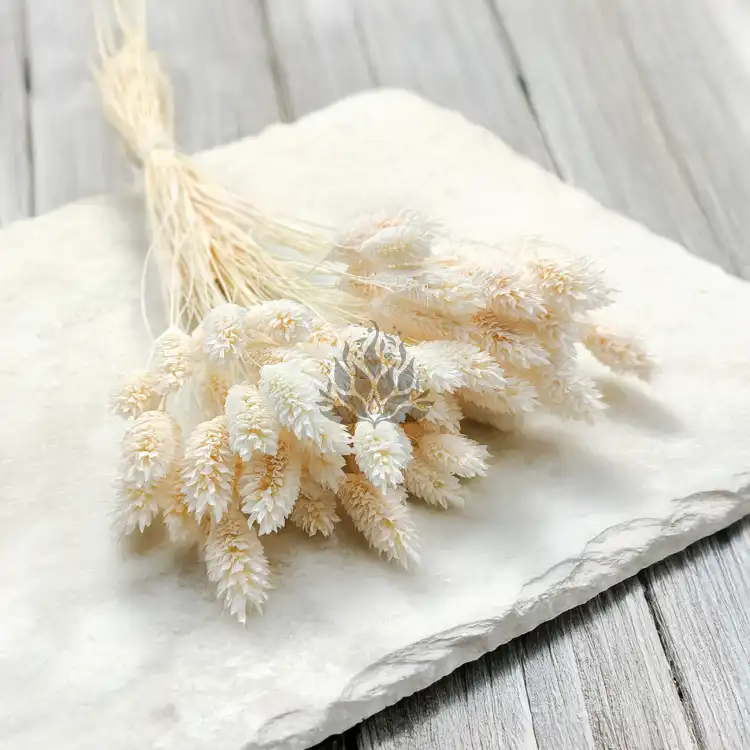 Phalaris Extra bleached 2.png