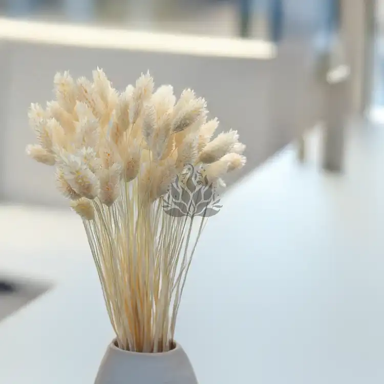 Phalaris Extra bleached 3.png