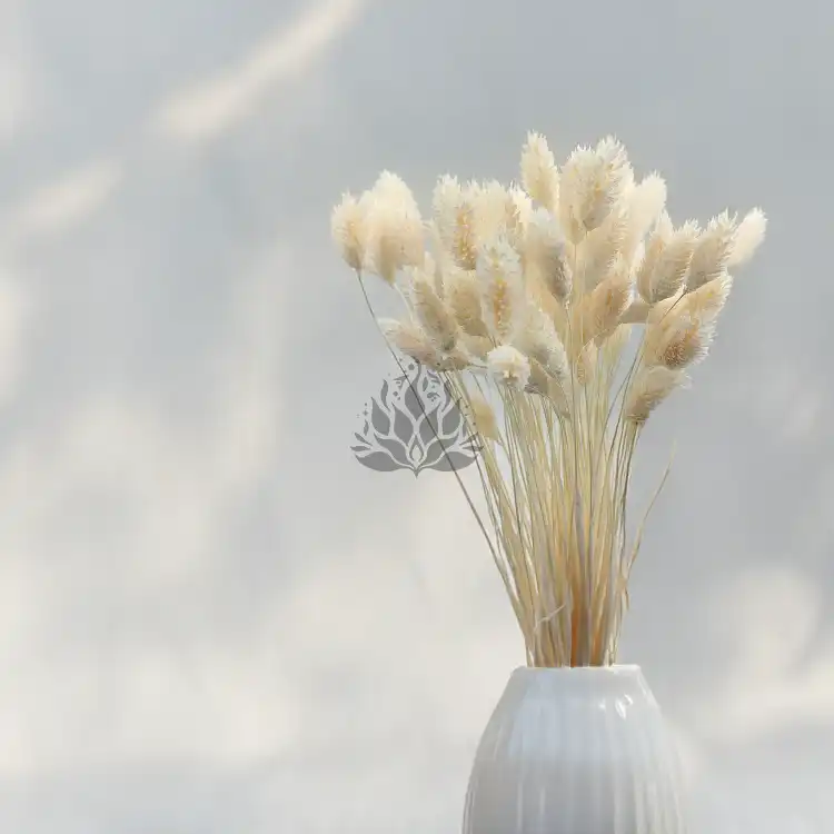 Phalaris Extra bleached 4.png