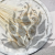 Phalaris Extra bleached 5.png