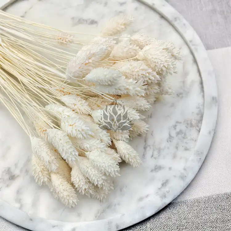 Phalaris Extra bleached 5.png