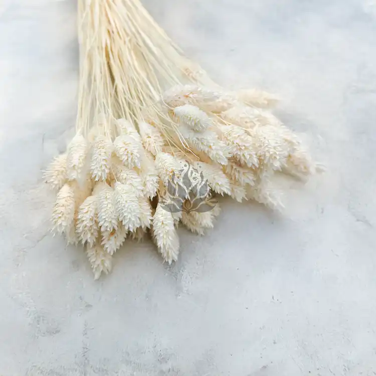 Phalaris Extra bleached 6.png