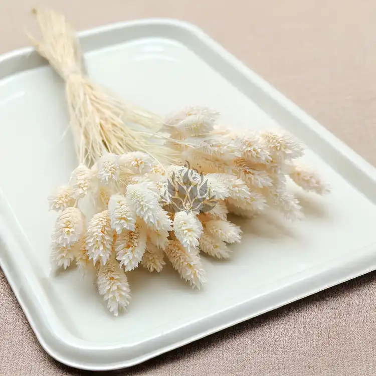 Phalaris Extra bleached 7.png
