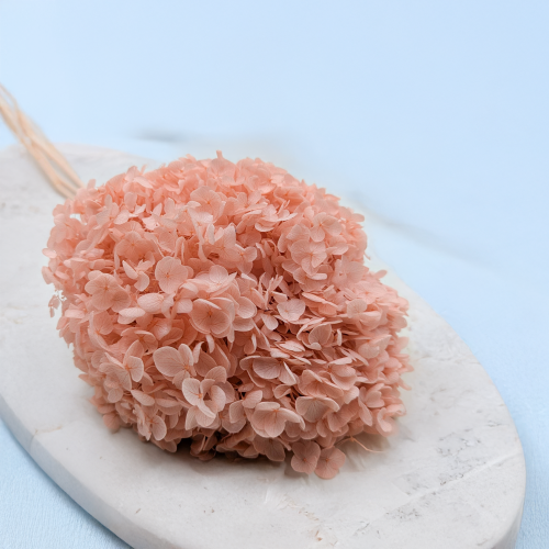 Hortensja Cabeza łososiowa ES.png