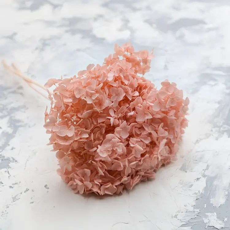 Hortensja Cabeza łososiowa ES 4.png