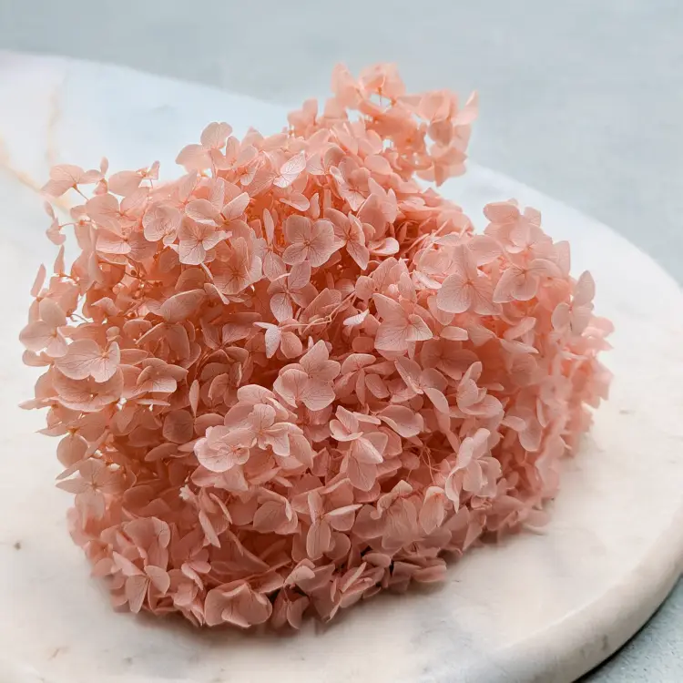 Hortensja Cabeza łososiowa ES 5 — kopia.png