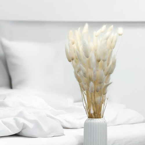 Lagurus Bielony Dmuszek jajowaty 1.png