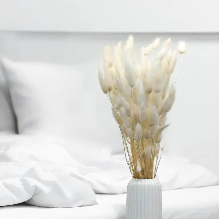 Lagurus Bielony Dmuszek jajowaty 1.png