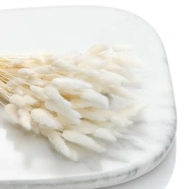 Lagurus Bielony Dmuszek jajowaty 2.png