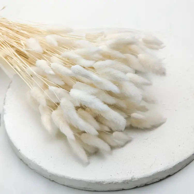 Lagurus Bielony Dmuszek jajowaty 3.png