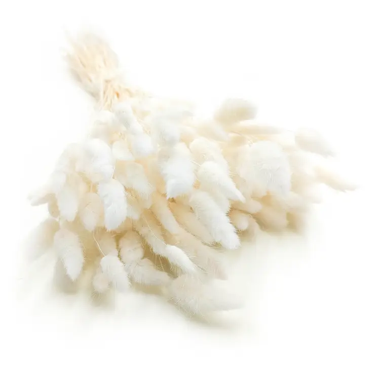 Lagurus Bielony Dmuszek jajowaty 5.png