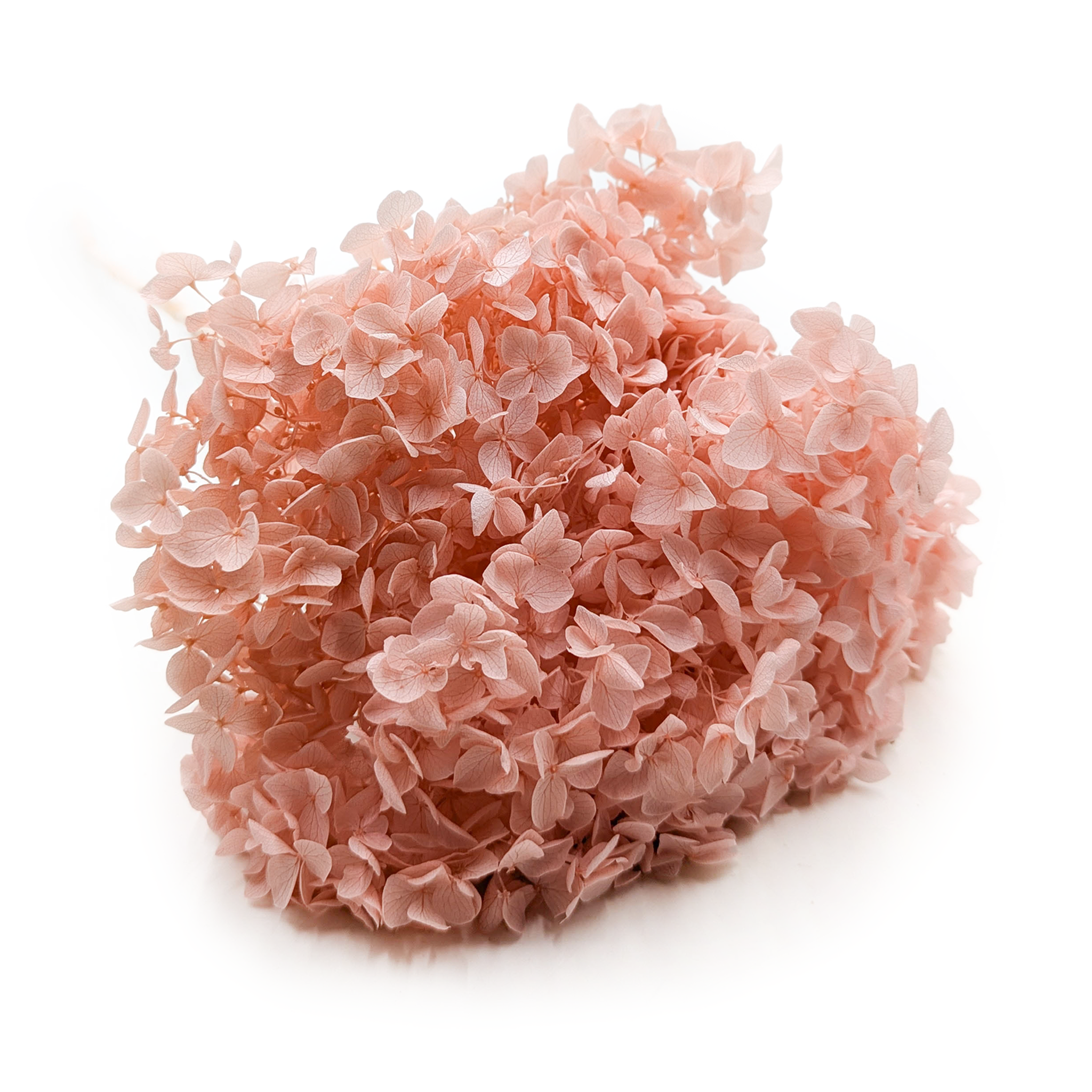 Hortensja Stabilizowana (Hydrangea Cabeza) - Łososiowa