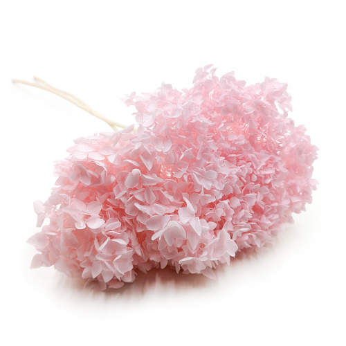 Hortensja Stabilizowana Cabeza Różowa.png