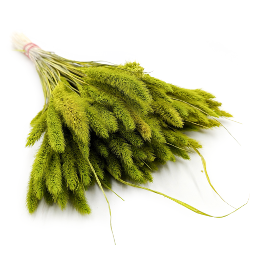 Proso jasnozielone.png