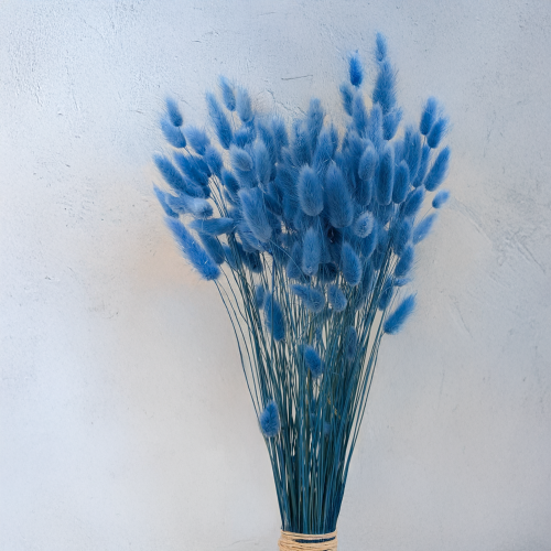 Lagurus Azzurro 4.png