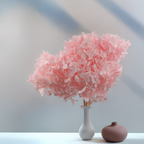 Hortensja stabilizowana Cabeza różowa 3.png