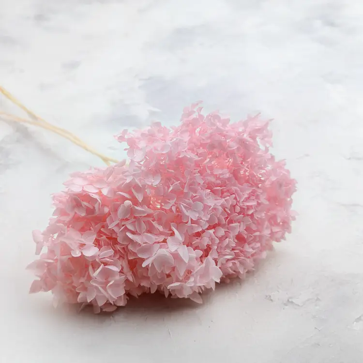 Hortensja stabilizowana Cabeza różowa.png