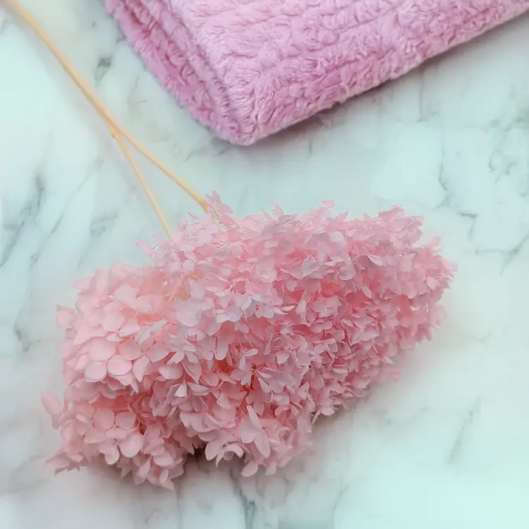 Hortensja stabilizowana Cabeza różowa 1.png