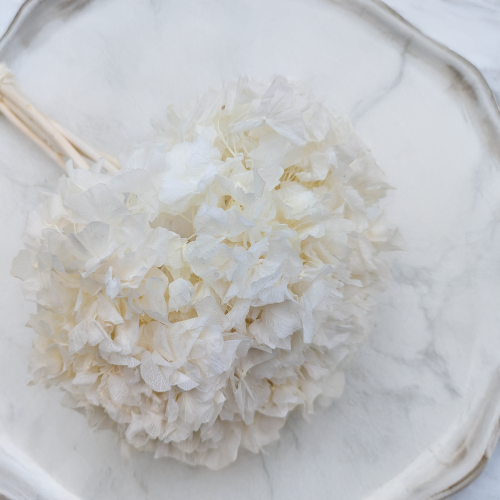 Hortensja stabilizowana Bielona 2.png