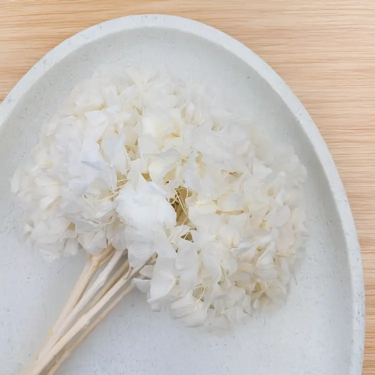 Hortensja stabilizowana Bielona 3.png