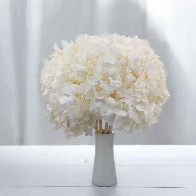 Hortensja stabilizowana Bielona 4.png