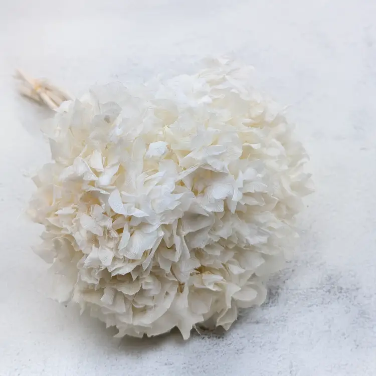 Hortensja stabilizowana Bielona.png