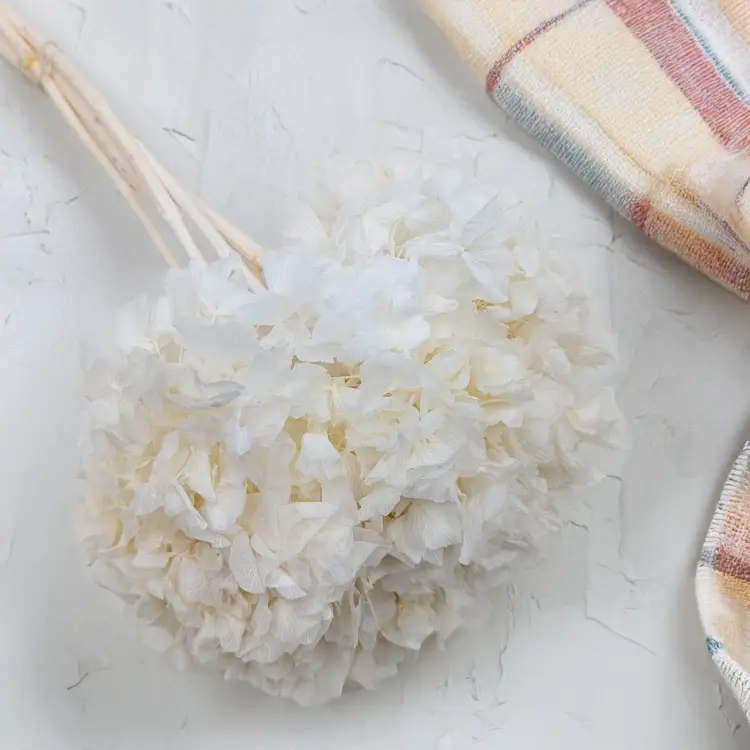 Hortensja stabilizowana Bielona 1.png