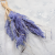 Mini pampas lawendowy.png