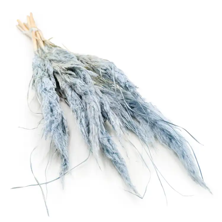 mini pampas błękitny.png