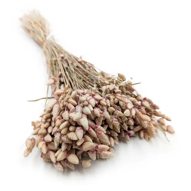 Briza maxima Natural Pink.png