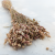 Briza maxima Natural pink.png