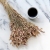 Briza maxima Natural pink 1.png