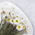 Acroclinium biale prem SZ 2.png
