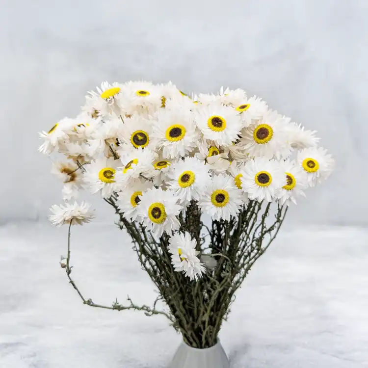 Acroclinium biale prem SZ 3.png