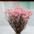 Ammobium jasny roz premium SZ 4.png