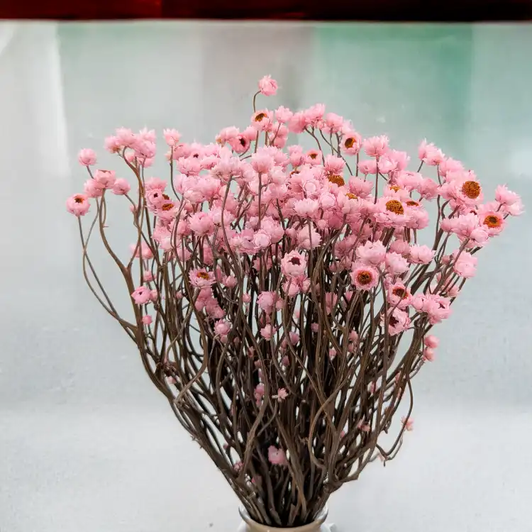 Ammobium jasny roz premium SZ 4.png