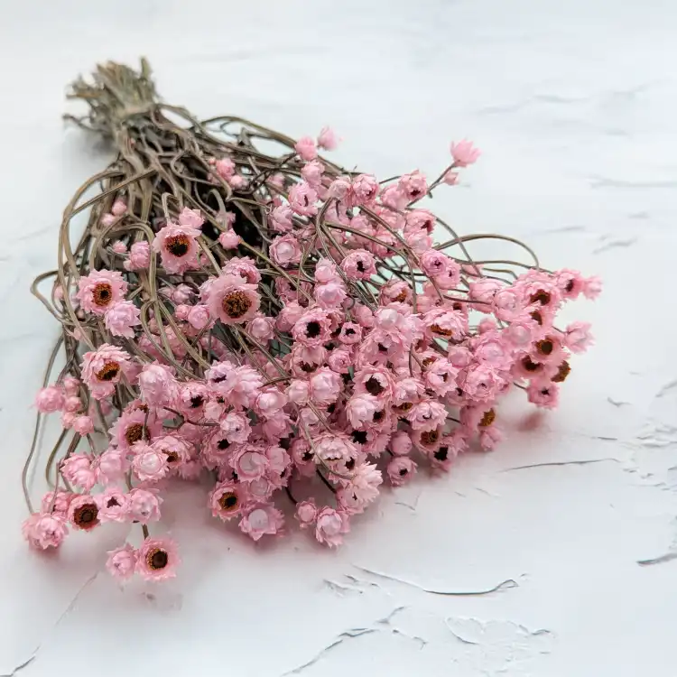 Ammobium jasny roz premium SZ.png
